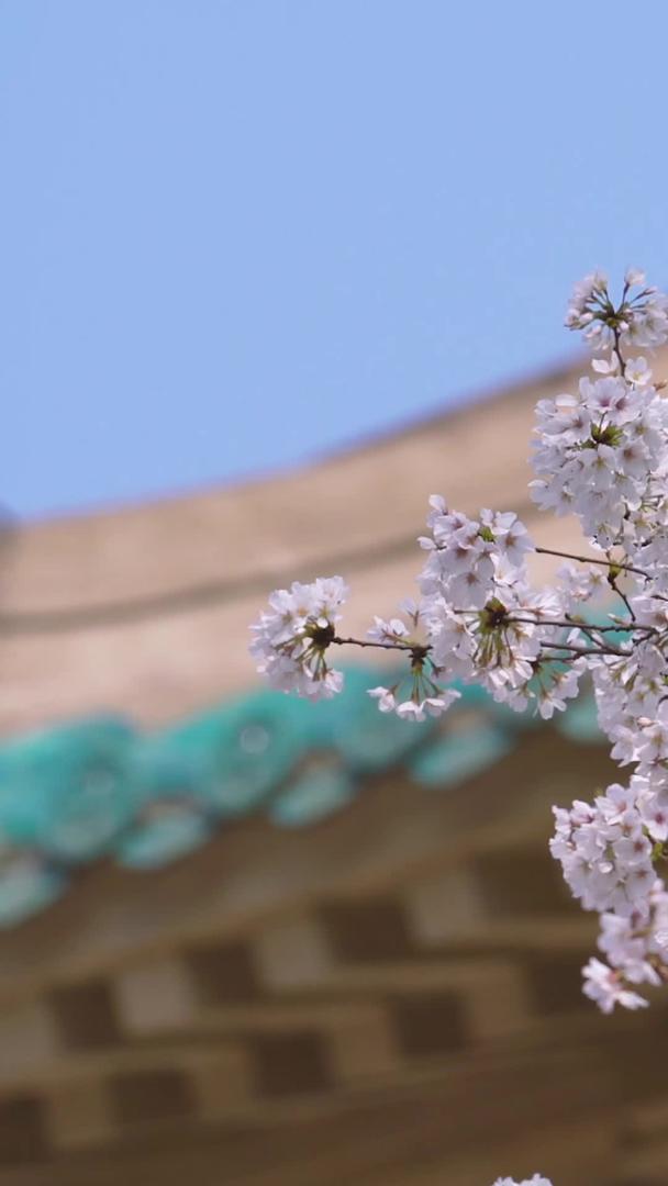 城市旅游武汉大学春季樱花季素材视频的预览图