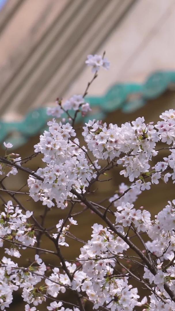 城市旅游武汉大学春季樱花季素材视频的预览图