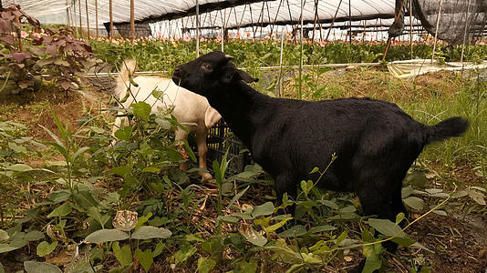 农村饲养黑白山羊吃草视频的预览图
