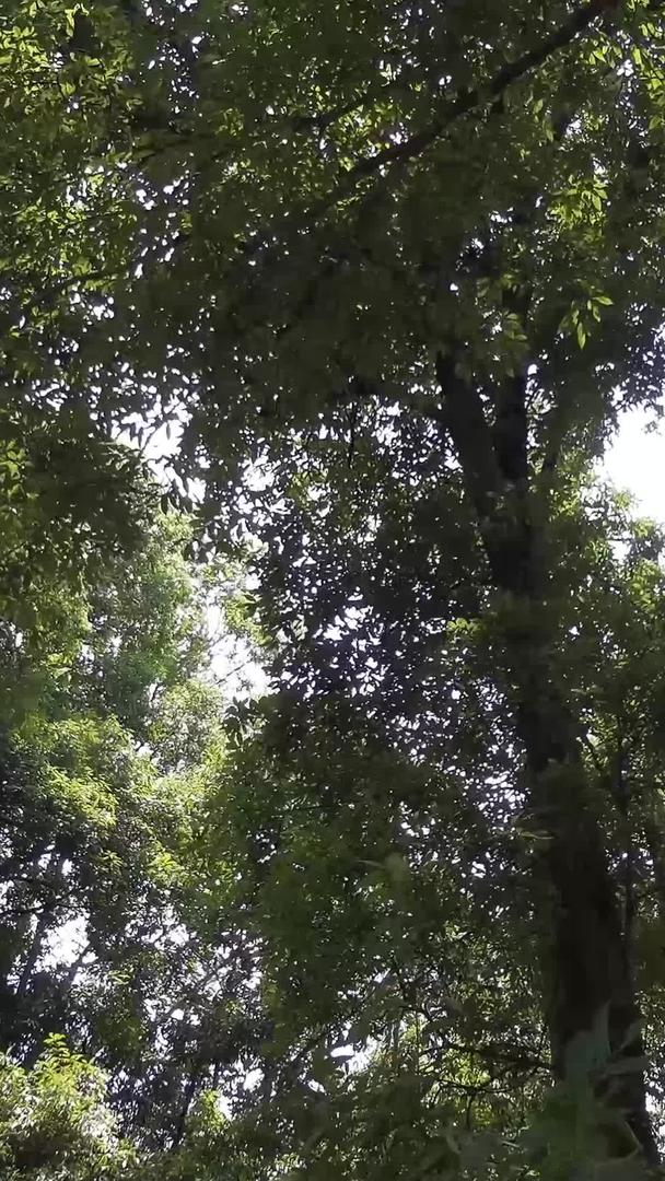 百年古树林视频的预览图