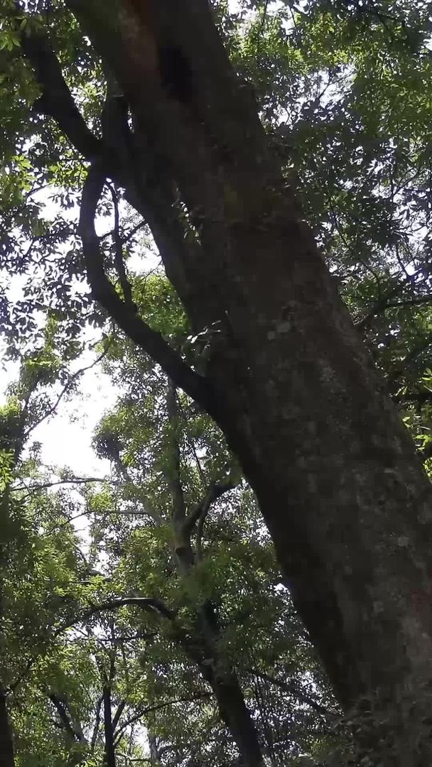 百年古树林视频的预览图
