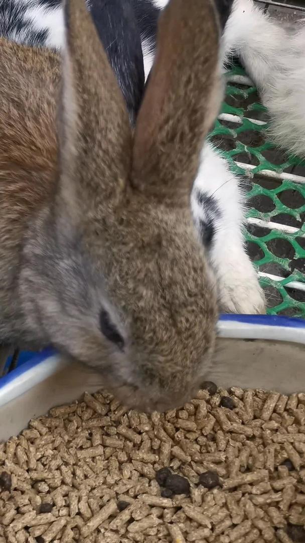 真正的兔子吃视频的预览图