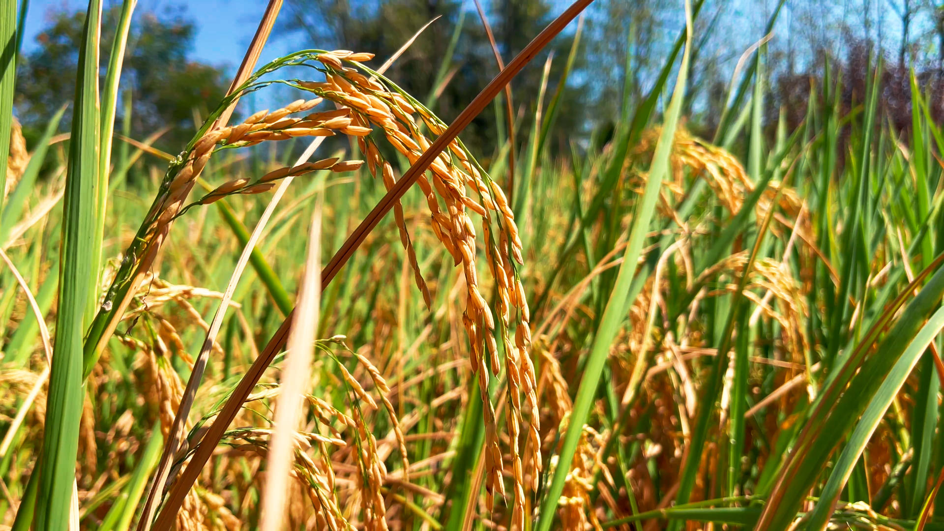 4k实拍阳光下金黄色水稻稻田视频的预览图