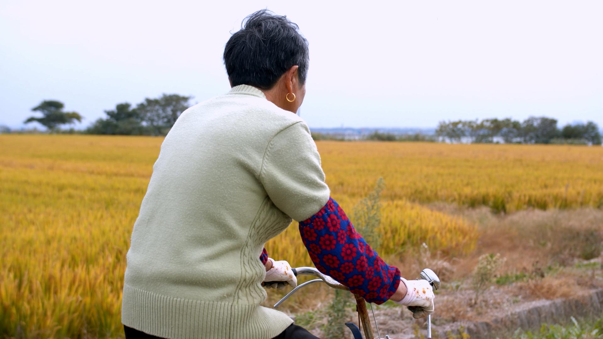 4K实拍骑三轮车在稻田间的老人视频的预览图