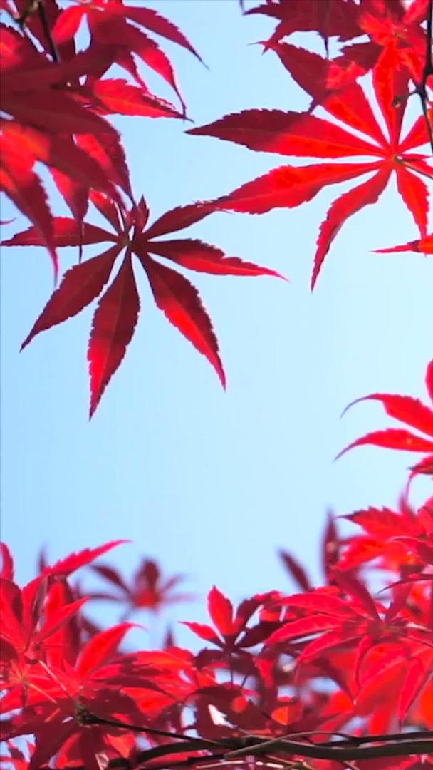 真实的秋景红枫叶视频的预览图