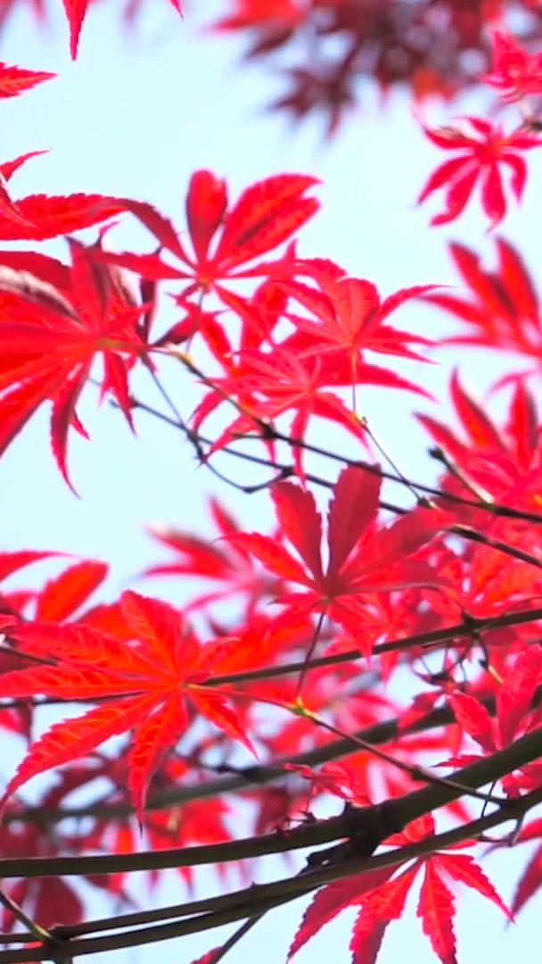 真实的秋景红枫叶视频的预览图