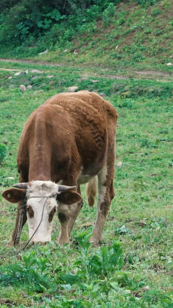 牛儿舒适草坪吃草实拍视频视频的预览图