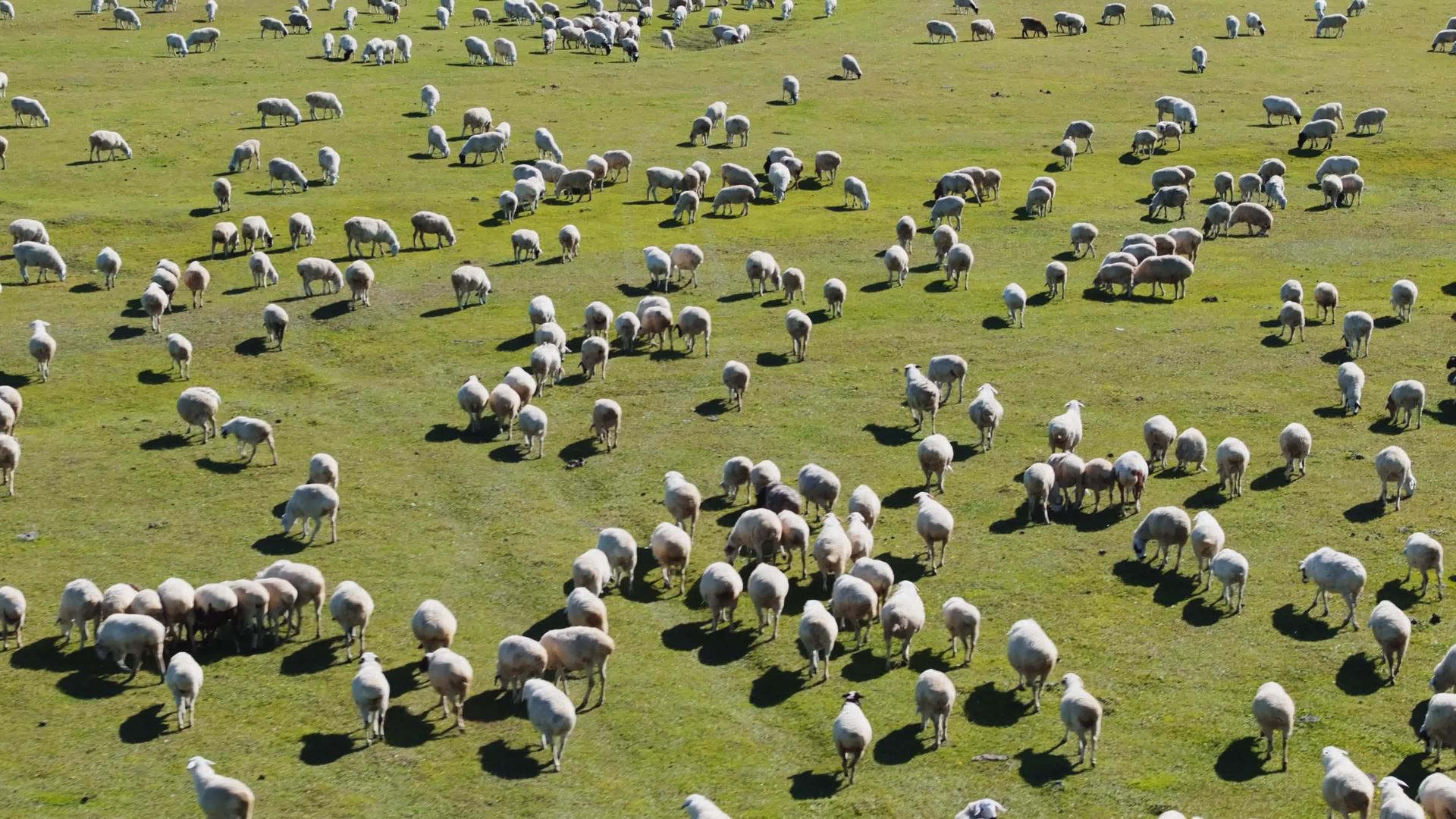 草原羊群4k航拍视频的预览图