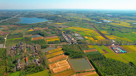 4k航拍农村农业水稻田视频的预览图