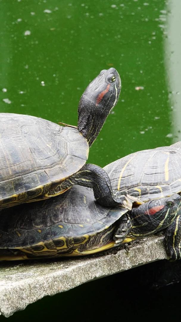 公园景观龟龟龟王八池塘景观视频的预览图