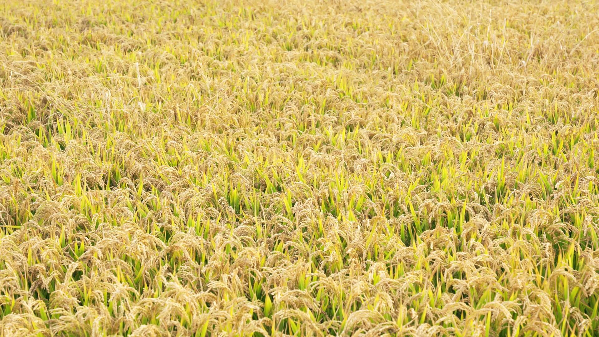 4K稻田地丰收秋季农业耕地种植粮食视频的预览图