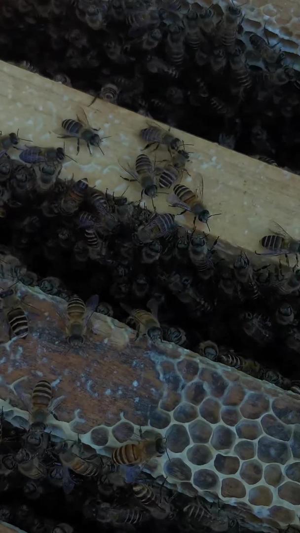 勤劳的蜜蜂视频的预览图