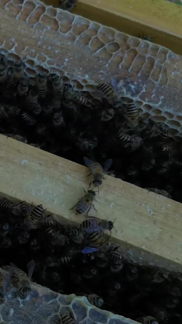 勤劳的蜜蜂视频的预览图