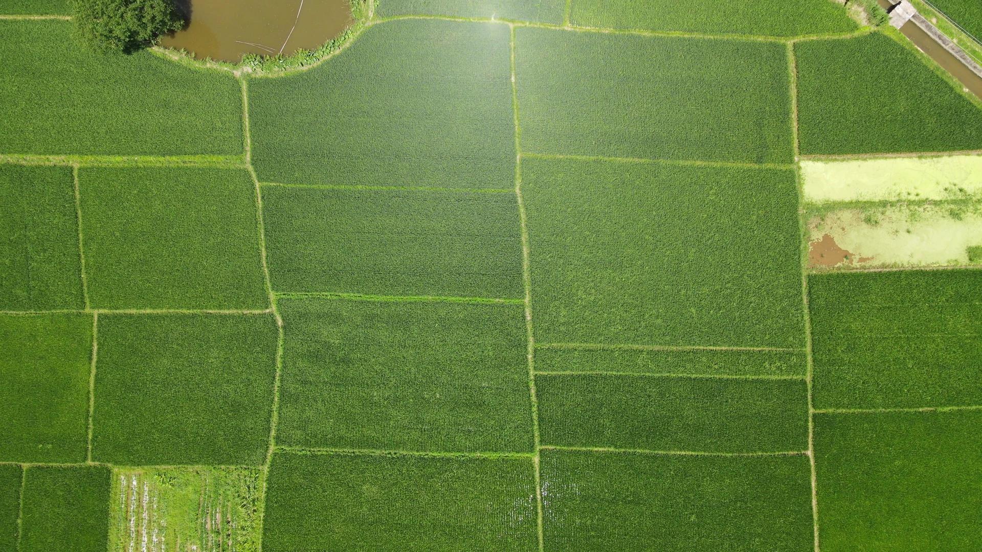 俯拍夏日绿油油杂交水稻视频的预览图