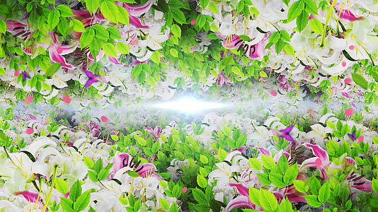 4K唯美的白色百合花背景素材视频的预览图