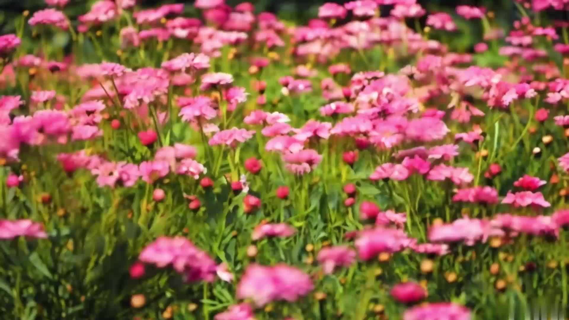 春季红花雏菊视频的预览图