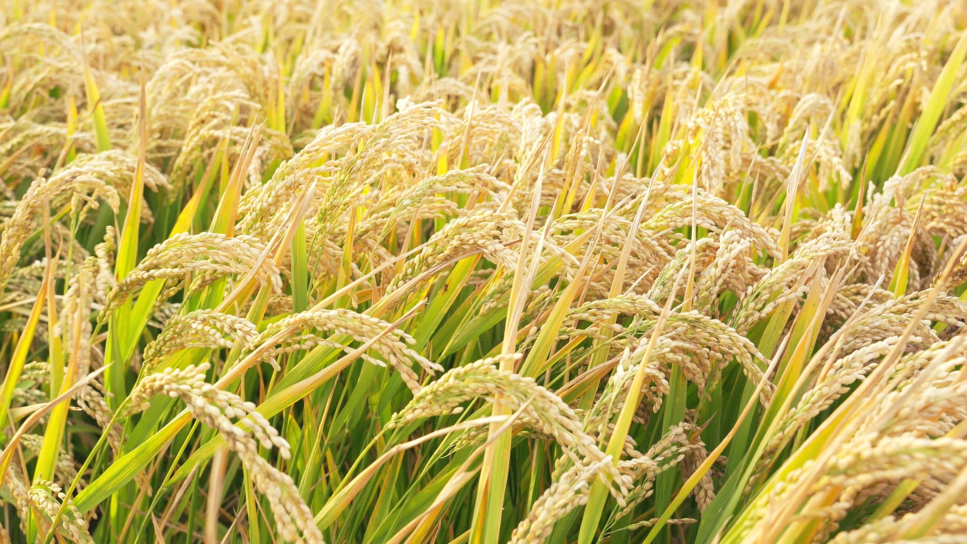 4K田地丰收秋季农业粮食水稻视频的预览图