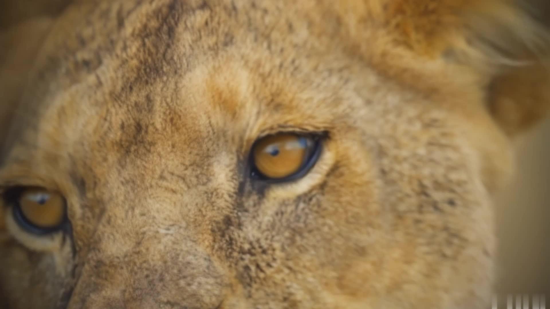 小猫狮子狮子特写视频的预览图