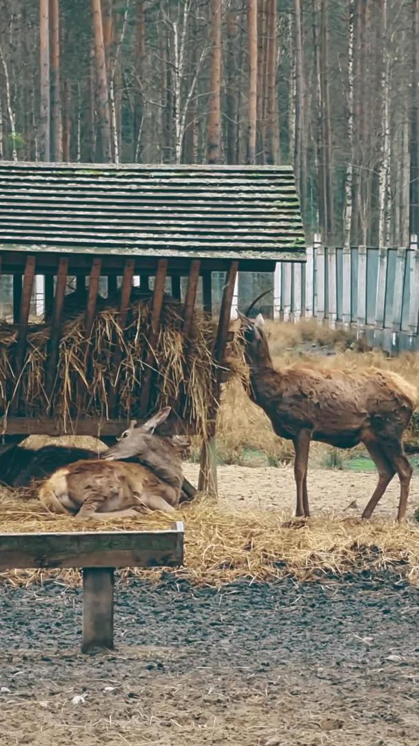 麋鹿在动物园觅食视频的预览图