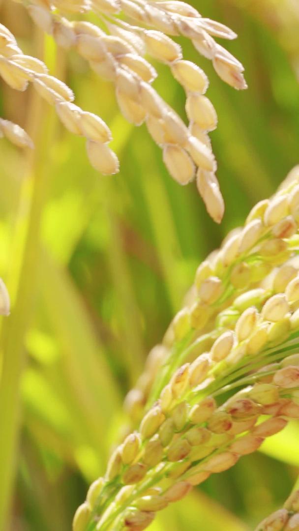 稻田粗糙大米丰收秋季农业谷作物视频的预览图