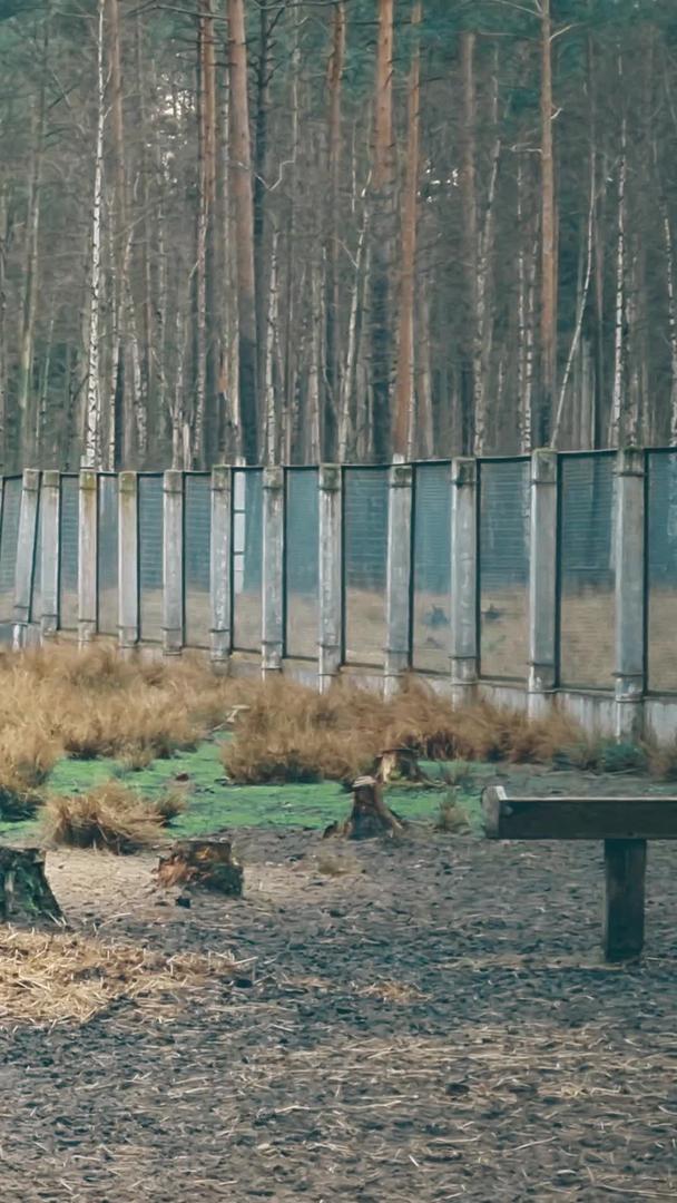 麋鹿在动物园觅食视频的预览图