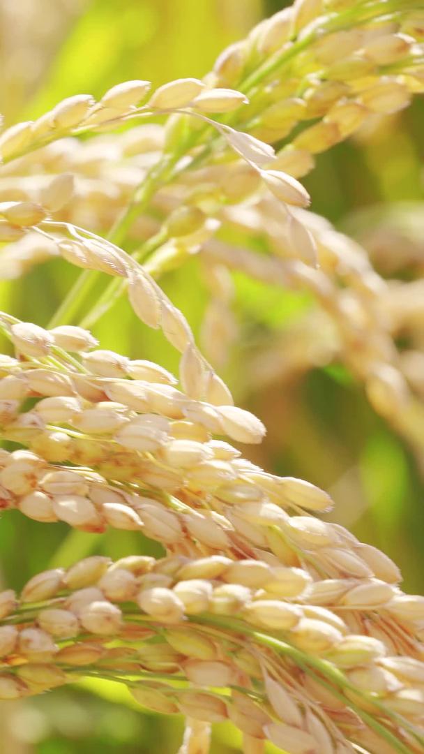 稻田粗糙大米丰收秋季农业谷作物视频的预览图