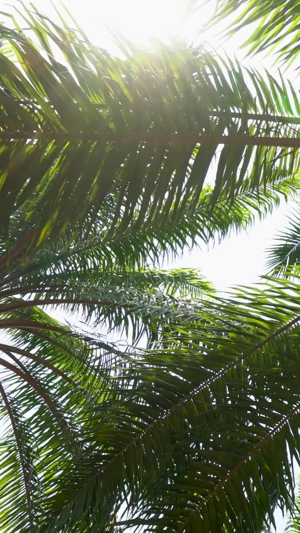 在泰国的阳光下棕榈树林聚集在一起视频的预览图