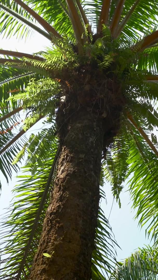 在泰国的阳光下棕榈树林聚集在一起视频的预览图