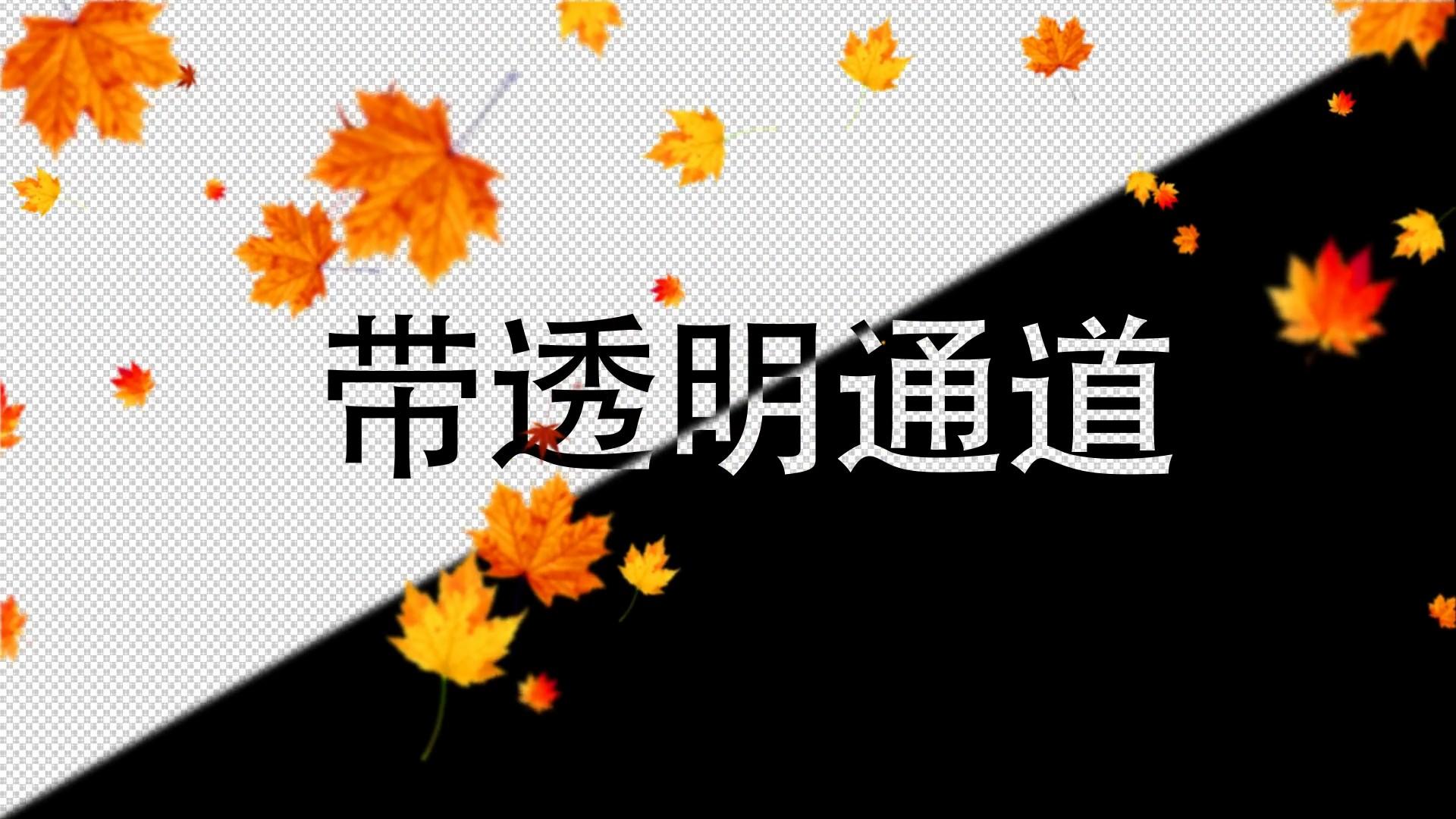 枫叶飘落视频元素视频的预览图