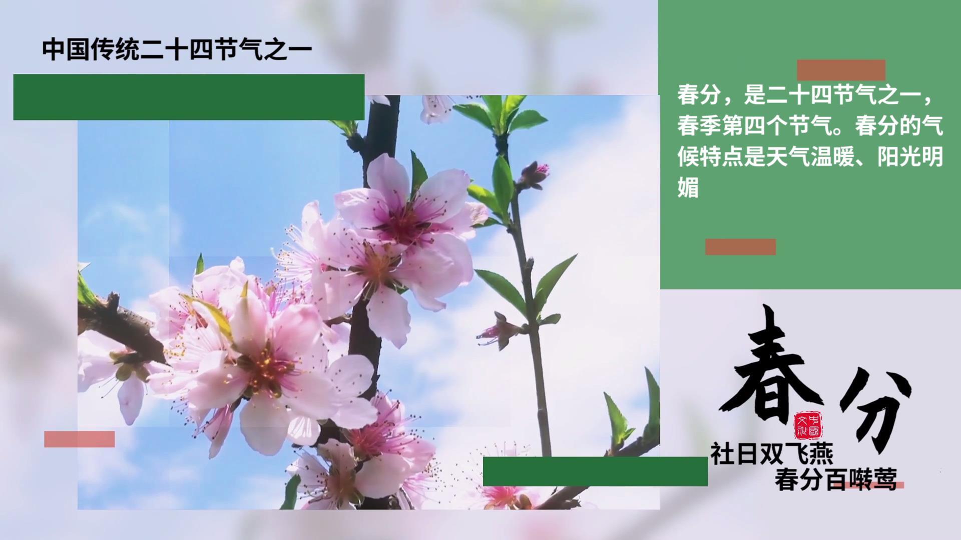 清新春分节气图文宣传PR模板视频的预览图