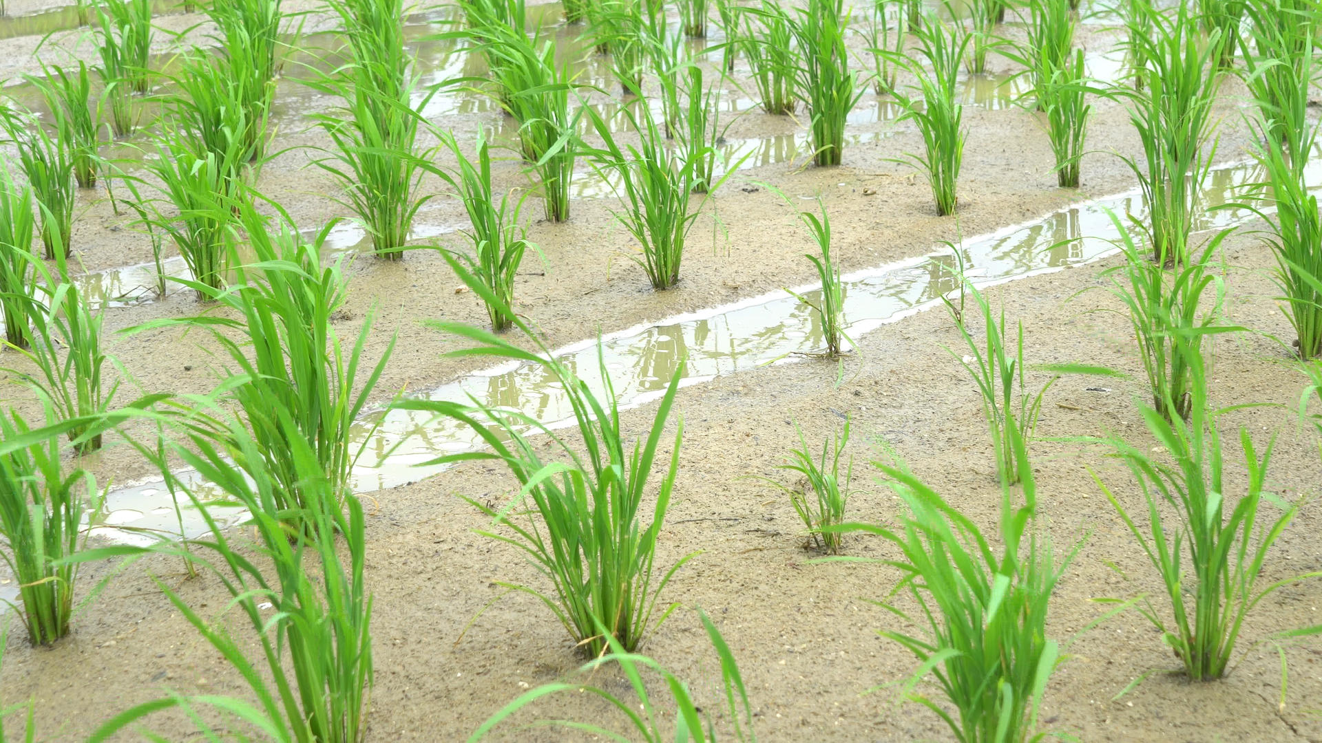 田地里刚种植的水稻合集视频的预览图