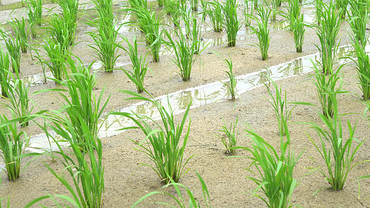 田地里刚种植的水稻合集视频的预览图