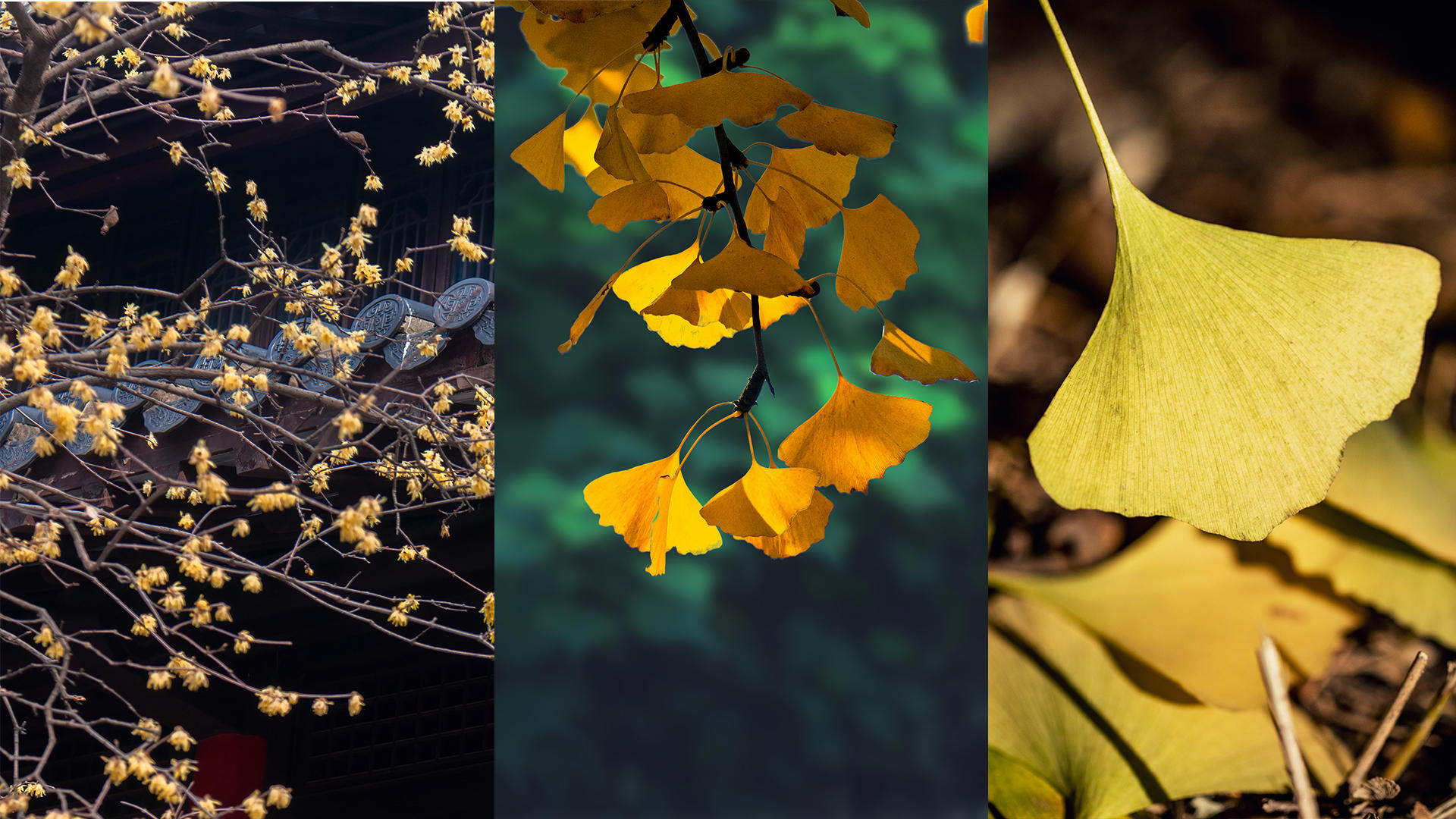 秋季古典园林腊梅花银杏花视频的预览图