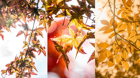 秋日阳光下唯美的黄叶红枫视频的预览图