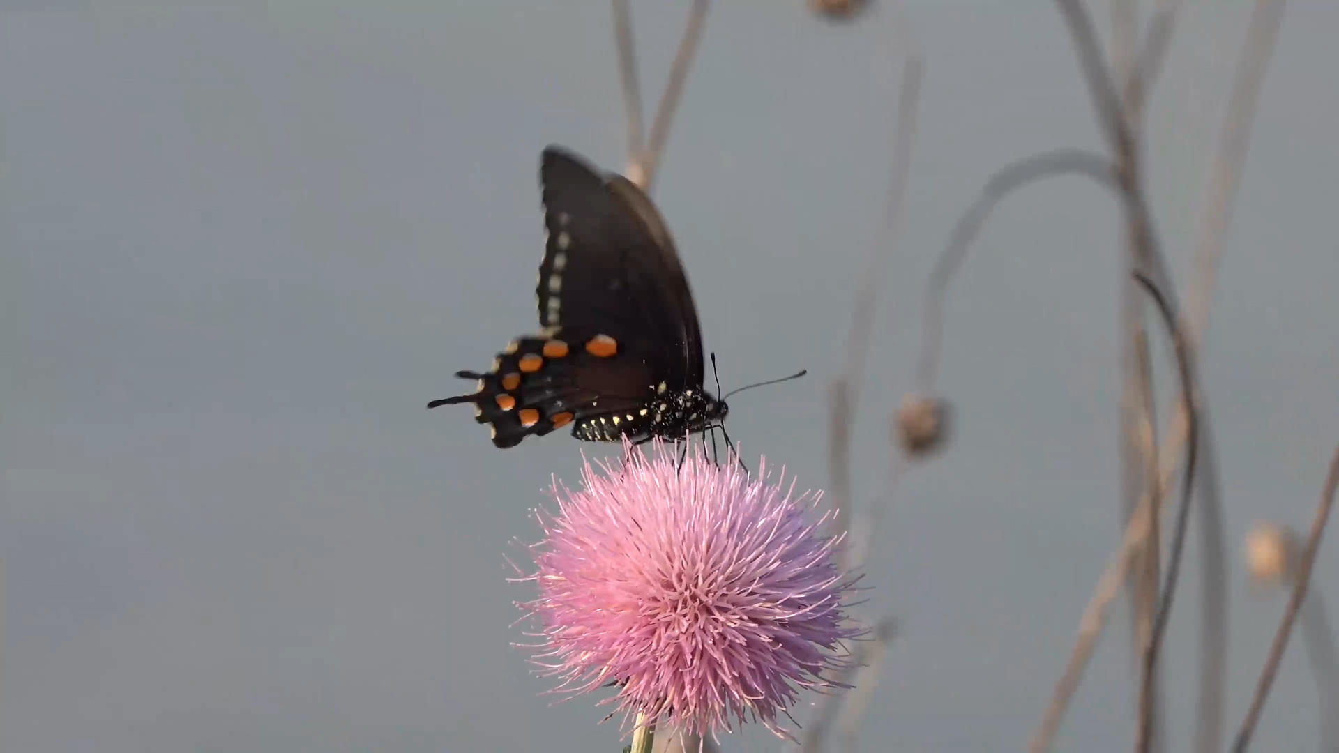 美丽的黑色蝴蝶视频的预览图