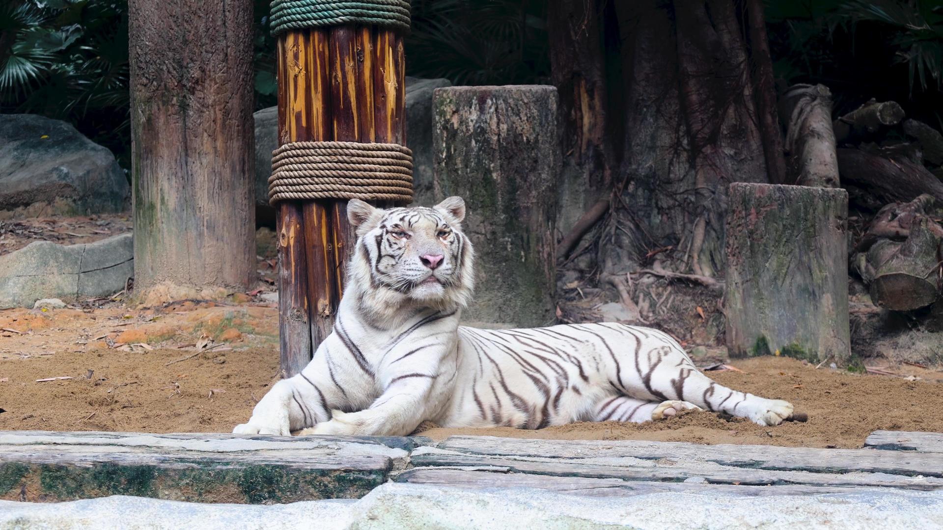 4K实拍虎年动物园野兽白老虎视频的预览图