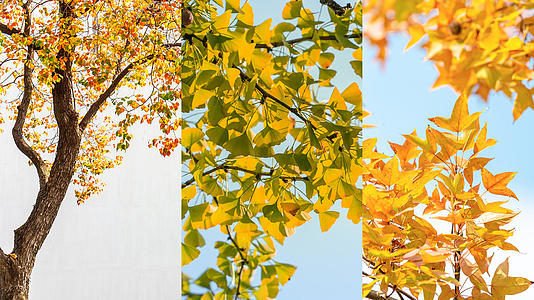 秋天蓝天银杏树上的银杏叶视频的预览图