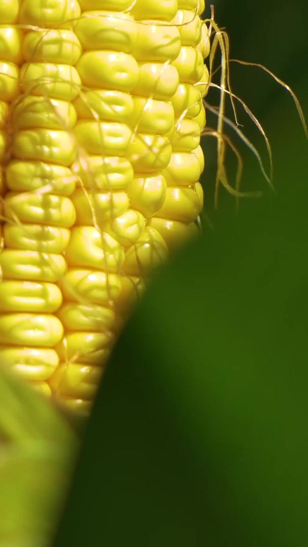 特写农作物玉米的实拍视频的预览图