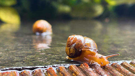 4k实拍雨后蜗牛喝水视频的预览图