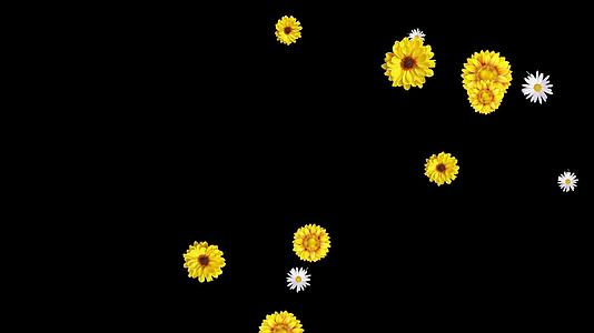 菊花背景视频的预览图