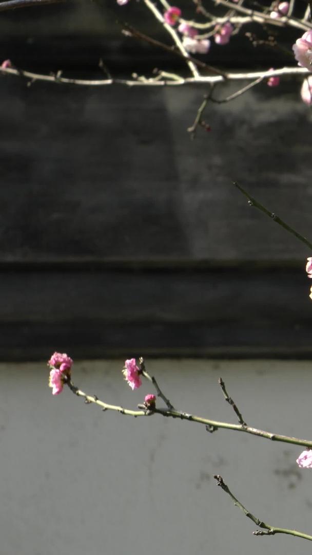 阳光下的粉色梅花视频的预览图