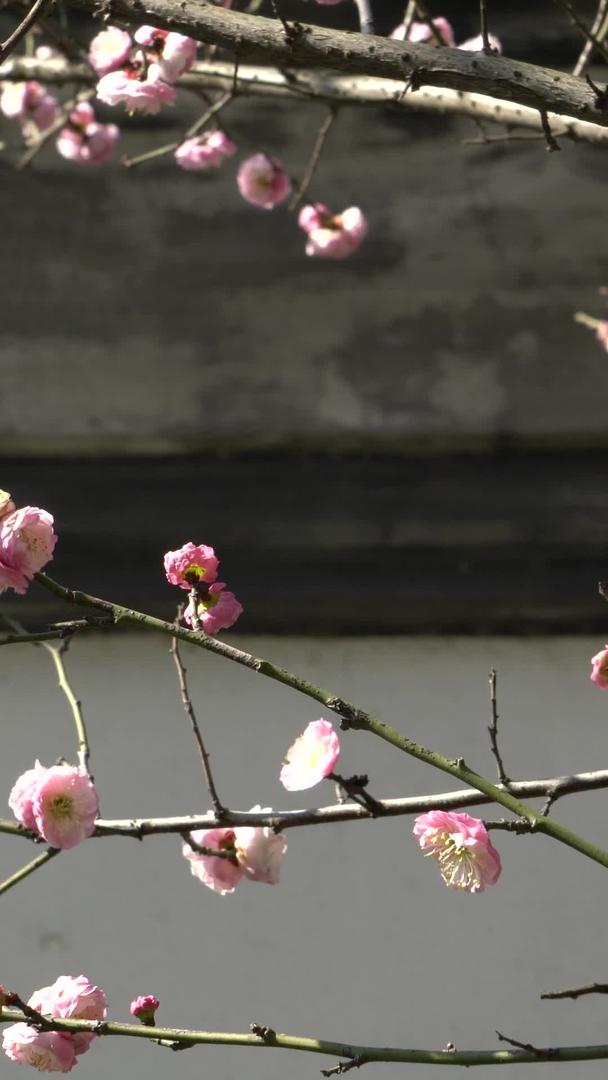 阳光下的粉色梅花视频的预览图