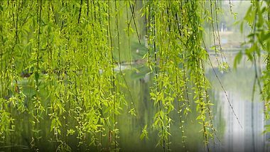 4K柳树柳芽柳叶垂柳春天春季杨柳杨柳视频的预览图