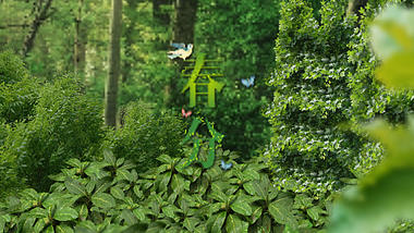 春分节气绿色森林氛围展示视频的预览图