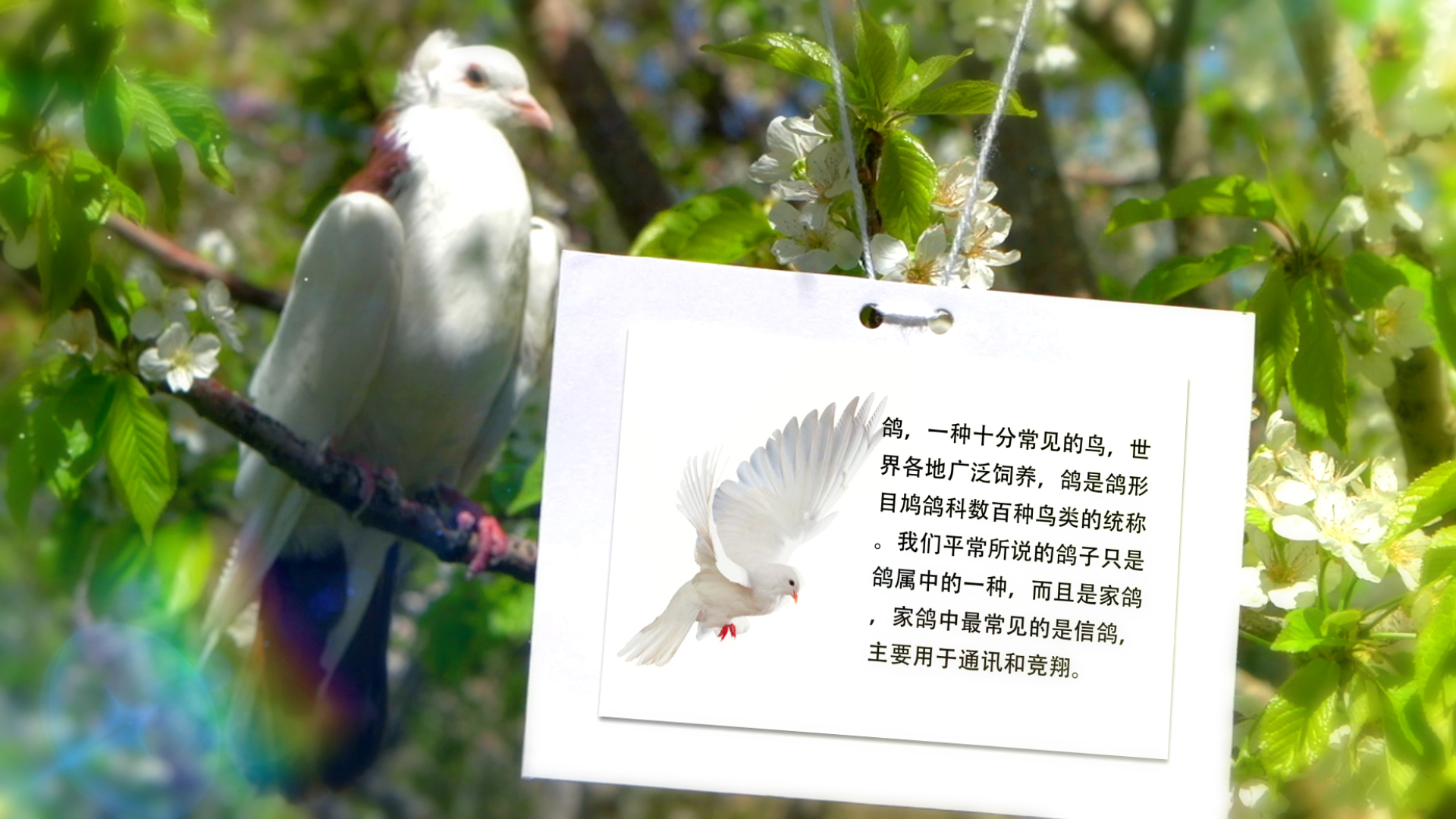 清新优雅鸽子动物展示ae模板视频的预览图