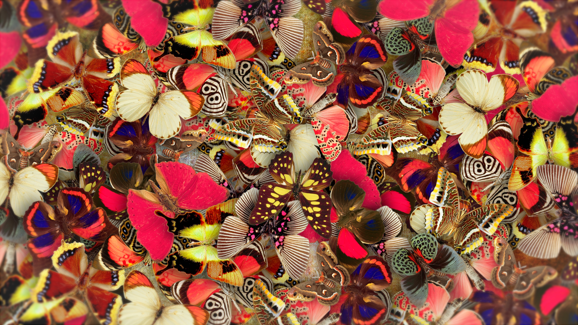 创意密集蝴蝶飞散LOGO展示视频的预览图