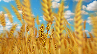 创意自然麦田麦子成熟秋季丰收宣传展示视频的预览图