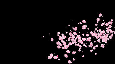 透明背景粉色花瓣动态模板视频的预览图