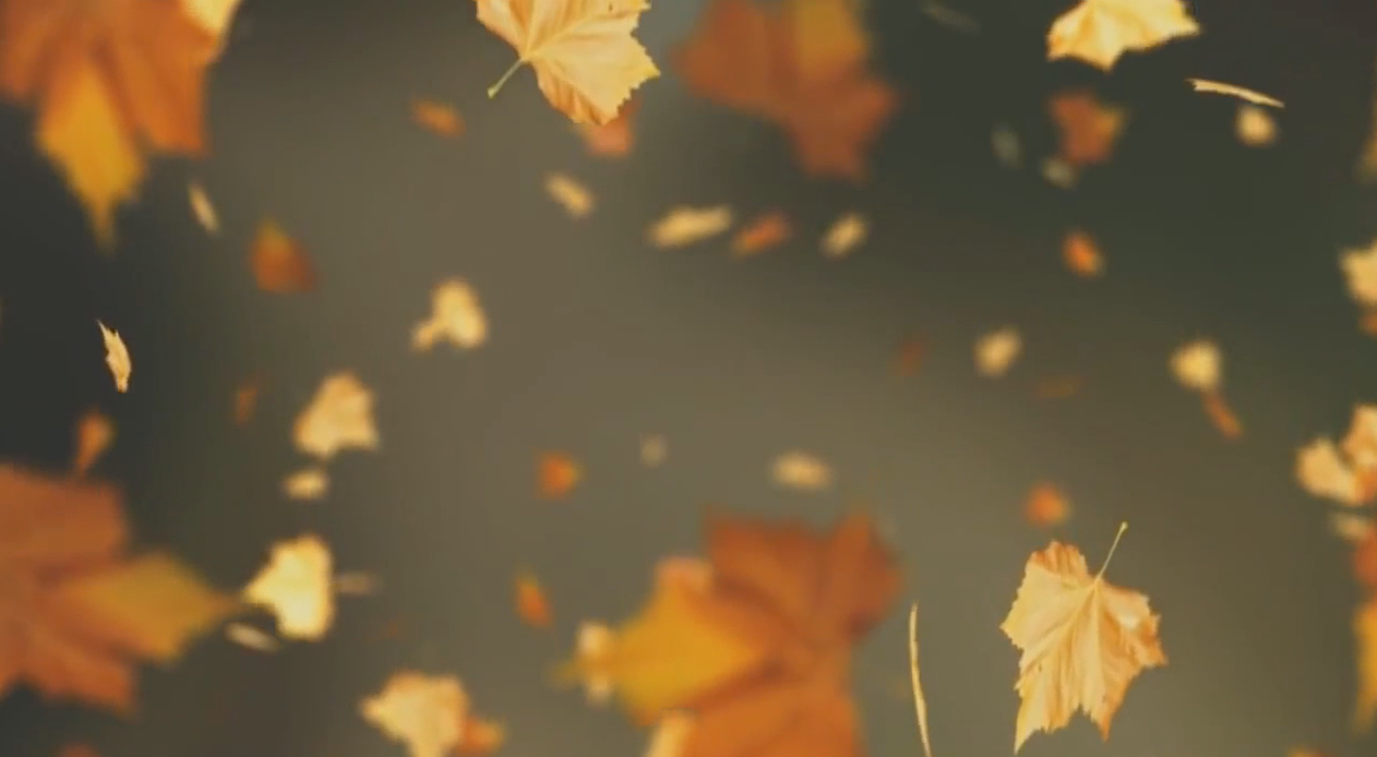 枫叶树叶飘落内容粒子演绎展示循环唯美视频的预览图