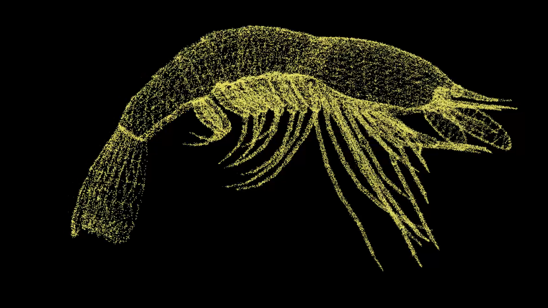 3D大虾动物模型粒子AE模板视频的预览图
